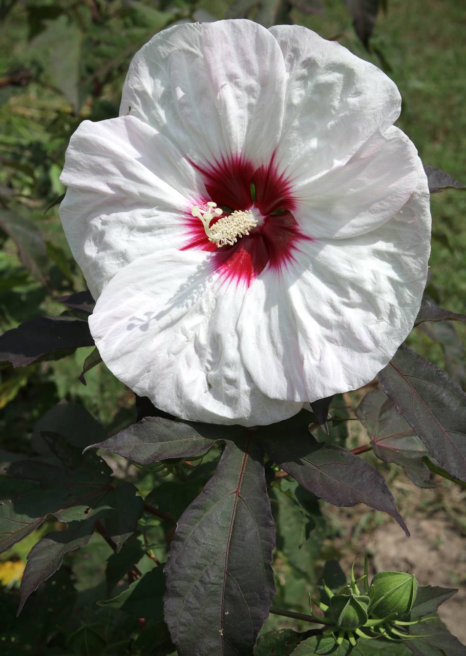 Photo of Fleming's Crown Jewels